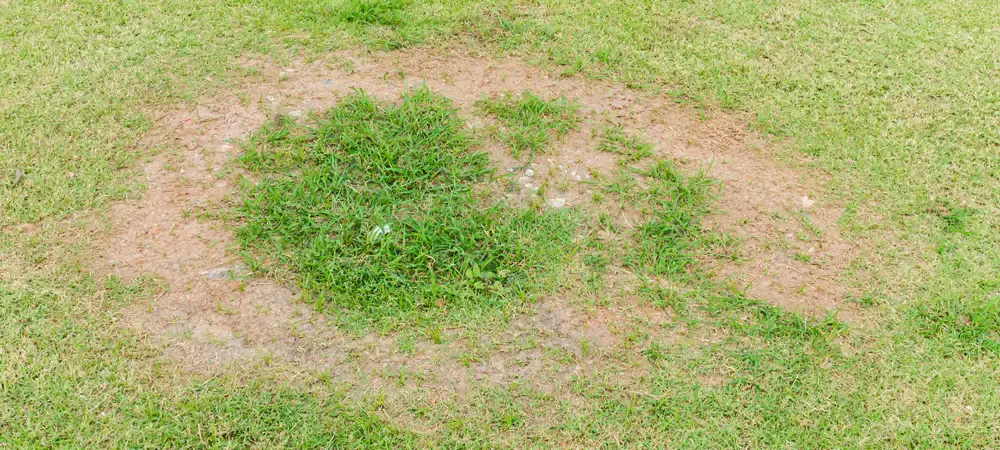 When to Treat Spring Dead Spot in Lawns