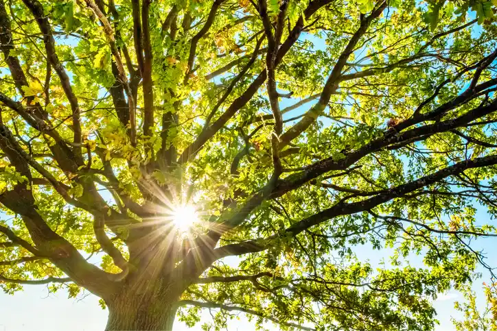 Healthy Tree