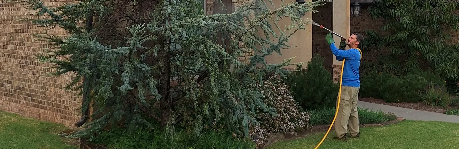 spraying trees