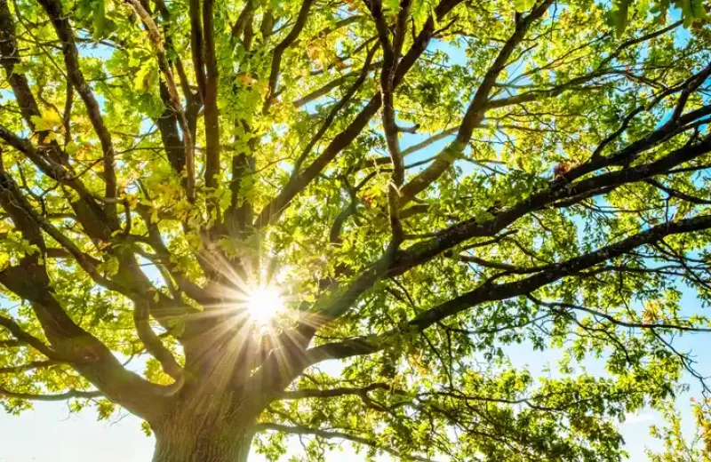 Healthy Tree