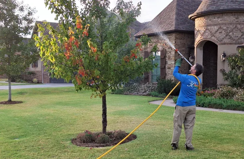 technician spraying tree
