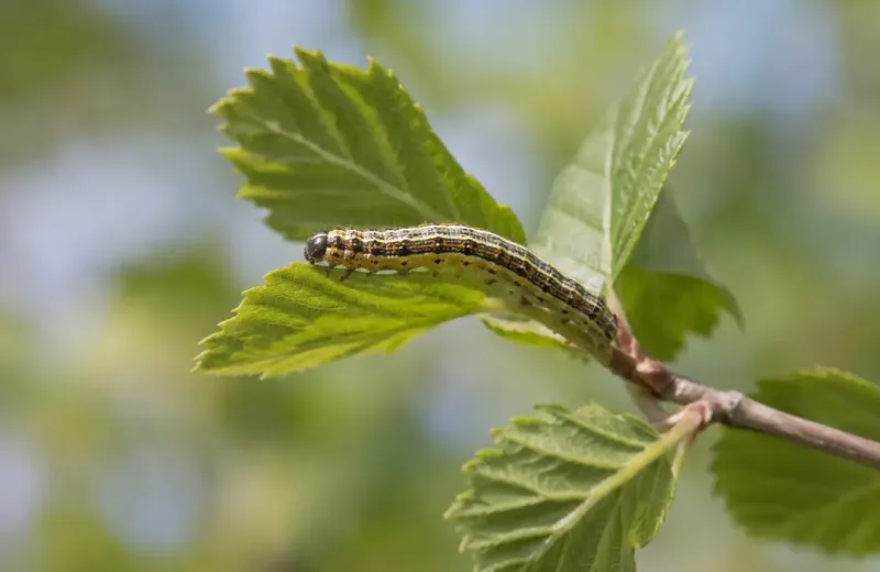 webworm on a branch