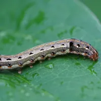 armyworm on leaf