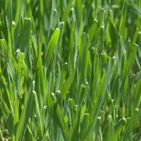 green grass