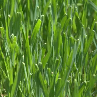 grass