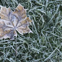 icy leaf on grass
