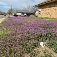 henbit_full_yard