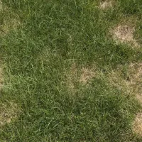 brown patches in grass