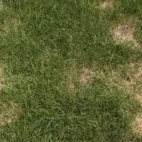 brown patch