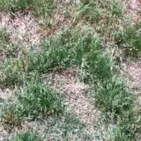 poa_annua_weed