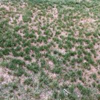 poa annua 