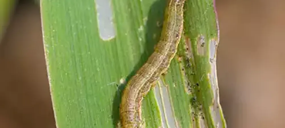 armyworm