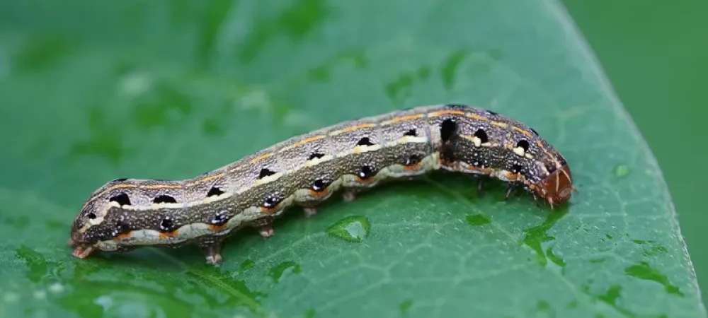 armyworm on leaf