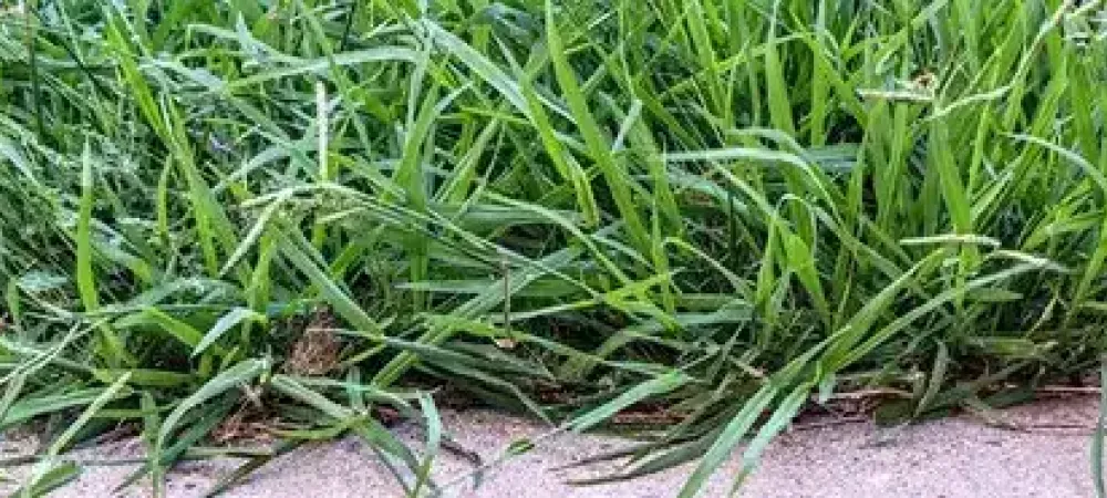 dallisgrass