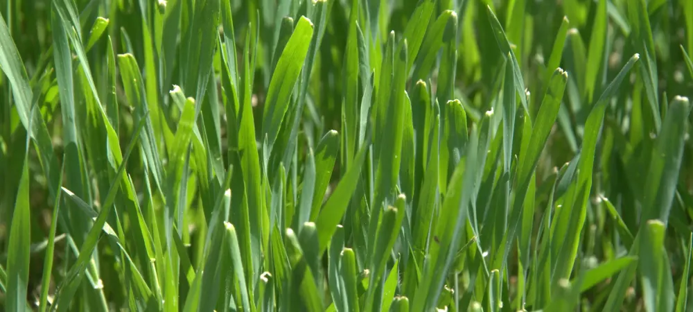 green grass