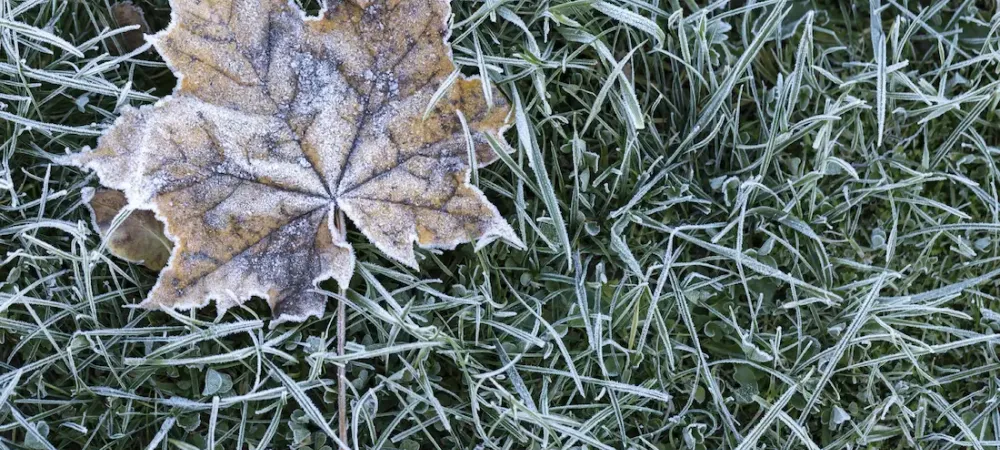 icy grass