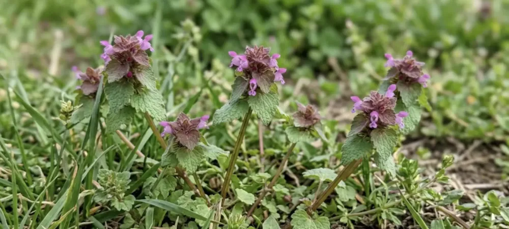 weeds with purple flowers (henbit) in the yard