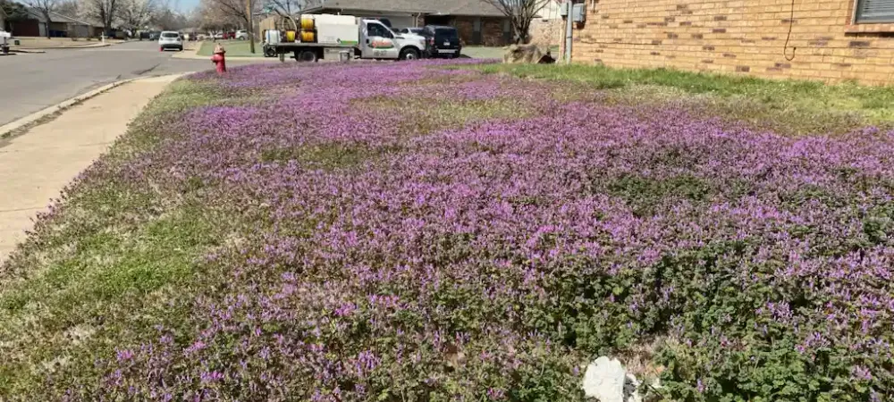 henbit_full_yard