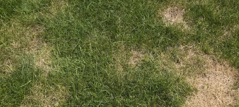 brown patches in grass