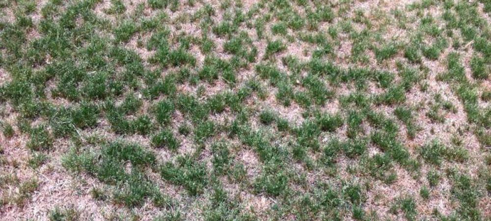 poa annua