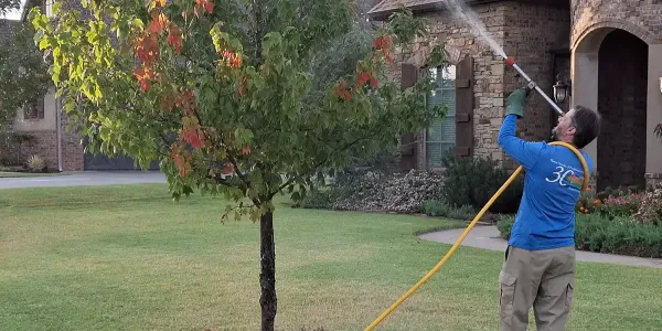 spraying-tree-in-front-of-home
