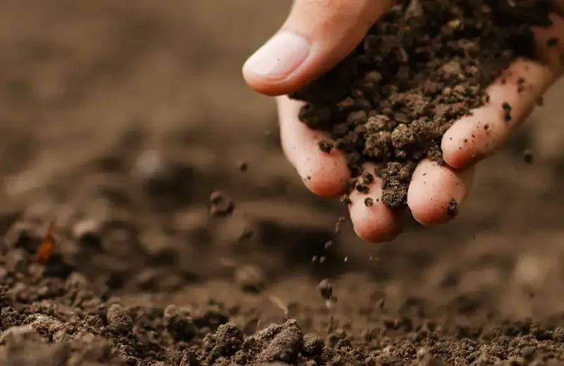 soil in hand