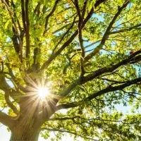 Healthy Tree