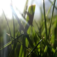 grass close up