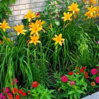flower bed